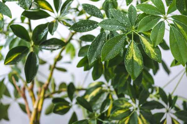 آبیاری شفلرا ابلق