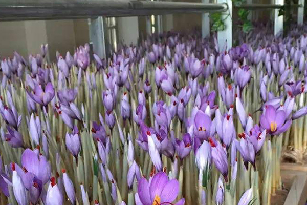 پرورش زعفران گلخانه ای بدون خاک