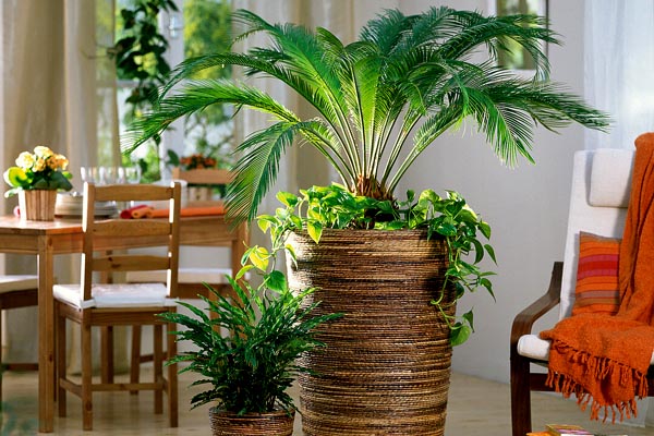 چگونه از گیاه سیکاس نگهداری کنیم