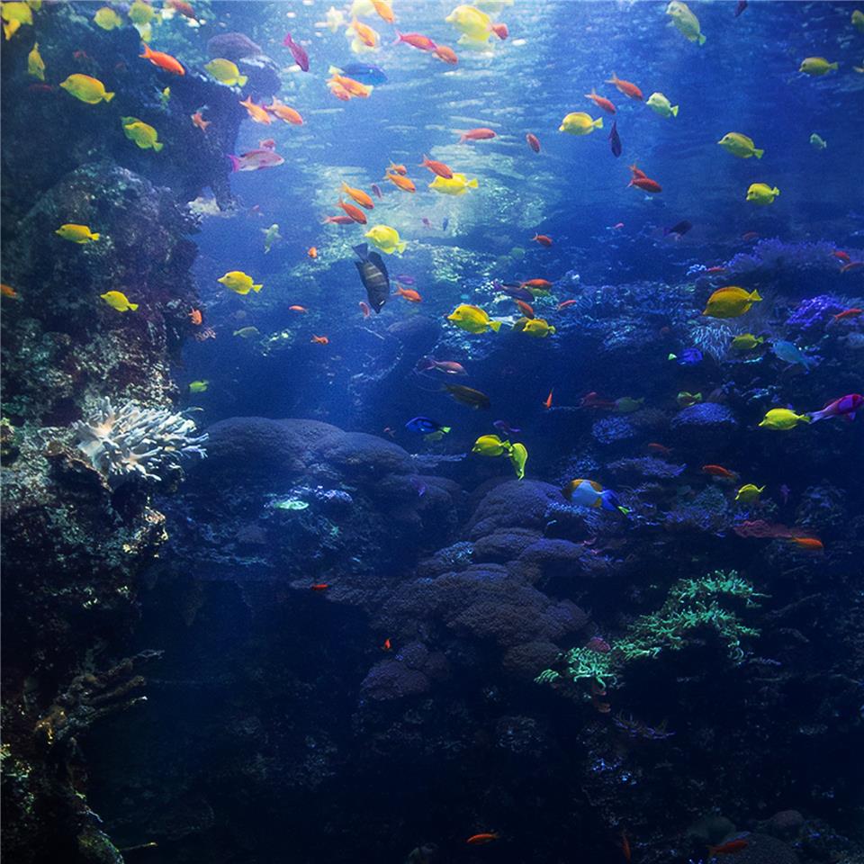 راهنمای جامع خرید لامپ آکواریوم