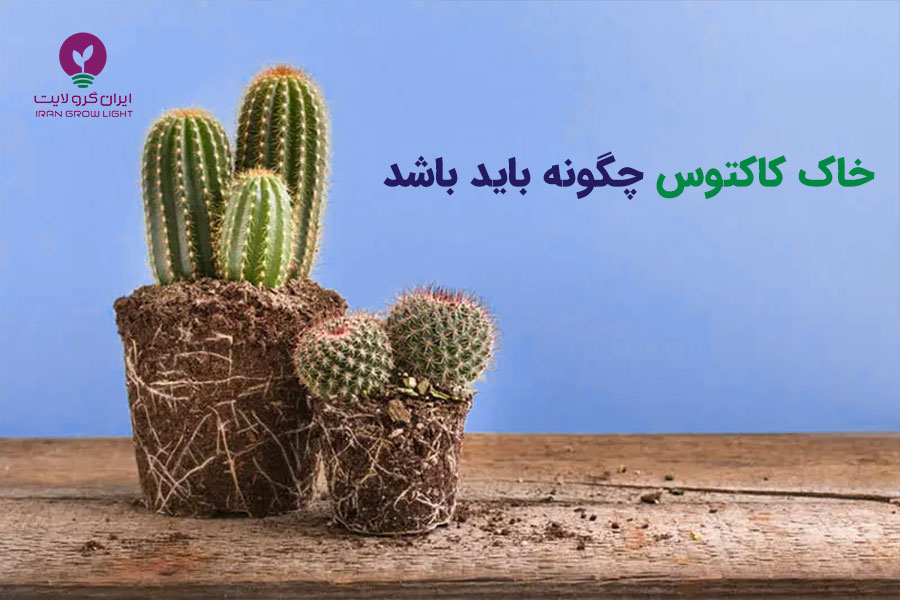 خاک کاکتوس چگونه باید باشد