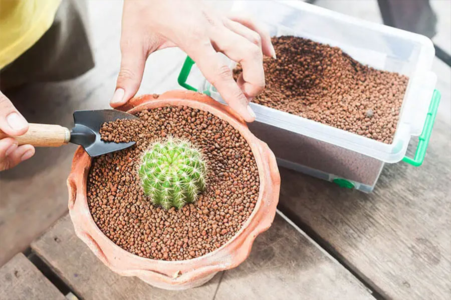 بهترین خاک کاکتوس