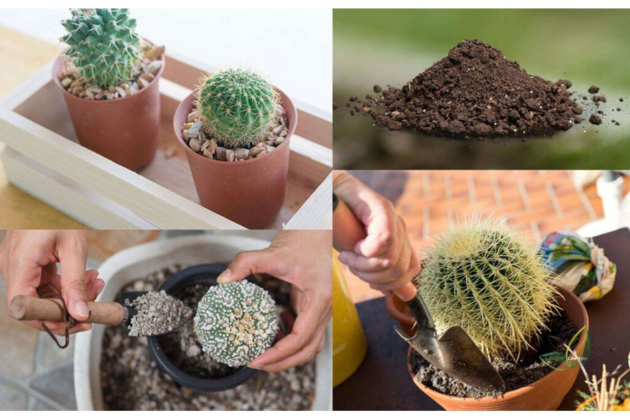 خاک مناسب کاکتوس