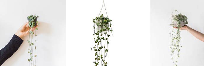 گیاه سروپژیا