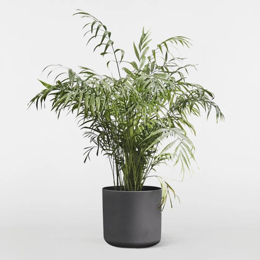 نگهداری گل شامادورا در آپارتمان