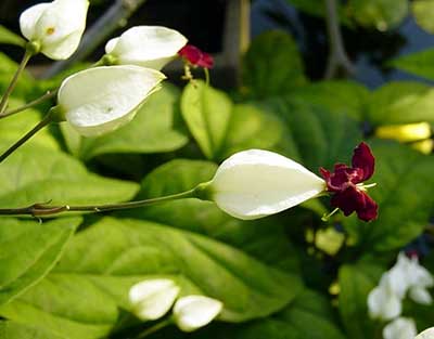 گیاه کلرودندرون