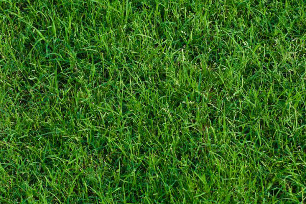 چمن طبیعی فوتبال