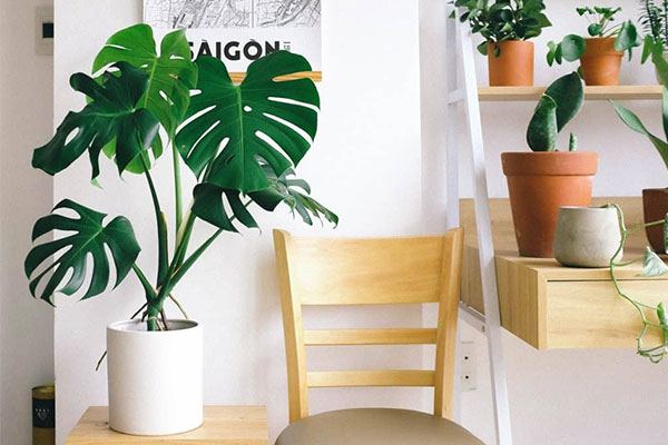 گیاه لوکس آپارتمانی گیاه برگ انجیری