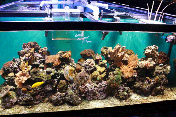 سیستم نور آکواریوم آب شور