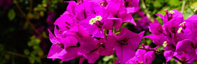 قلمه زدن گیاه گل کاغذی