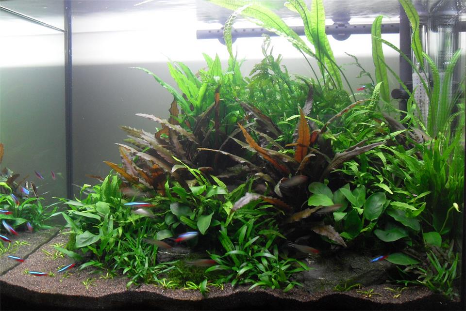 نور آکواریوم پلنت