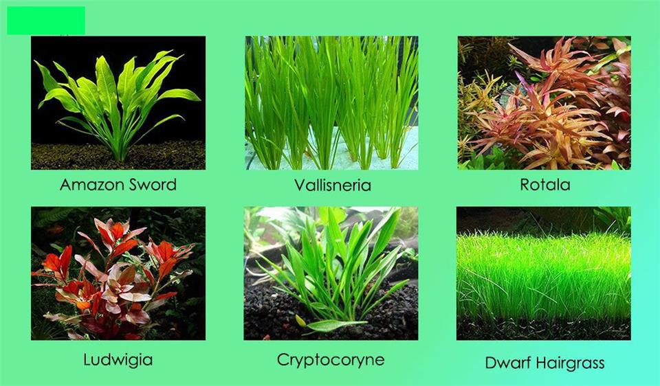 نور آکواریوم پلنت