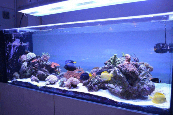 لامپ مخصوص آکواریوم آب شور