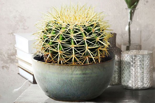 کاکتوس خمره ای