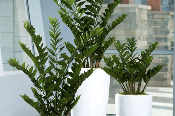 تکثیر زاموفیلیا