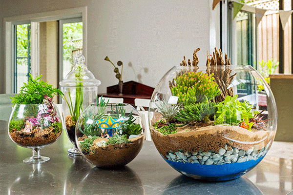 گیاهان مناسب تراریوم