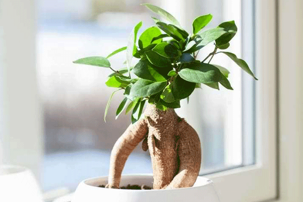 انواع بنسای گرمسیری