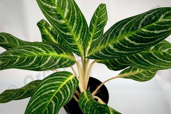 آگلونمای امرلاد