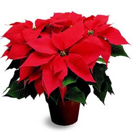 گیاه بنت القنسول