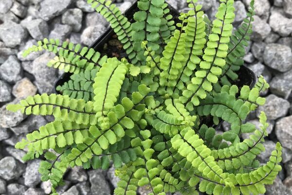 سرخس مینیاتوری