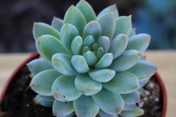 ساکولنت اشوریا