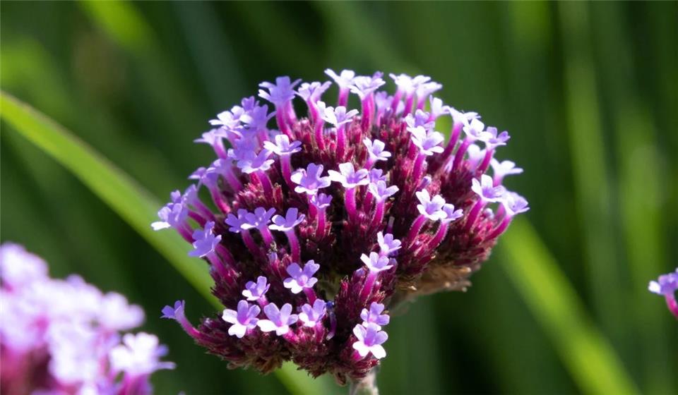 گل شاه پسند