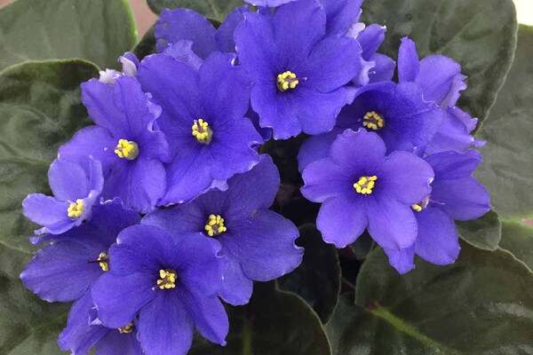 بفنشه آفریقایی - african violet