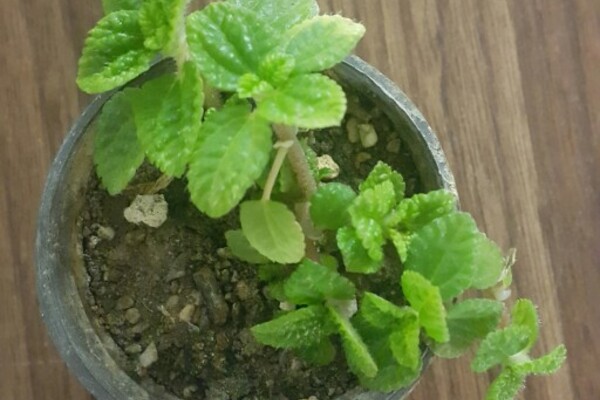 گیاه برگ نعنایی