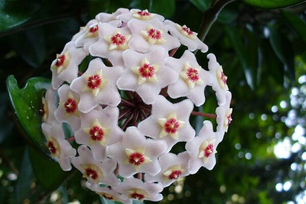 گیاه پیچ شمعی