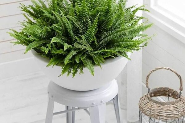 سرخس بوستون