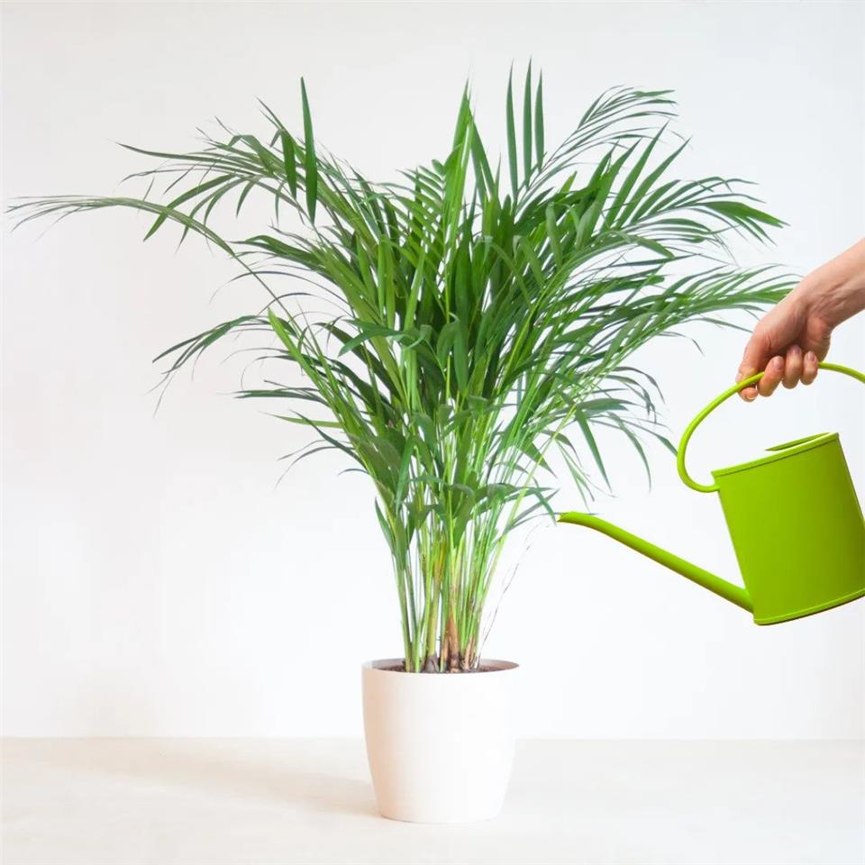 آبیاری گیاه شامادورا