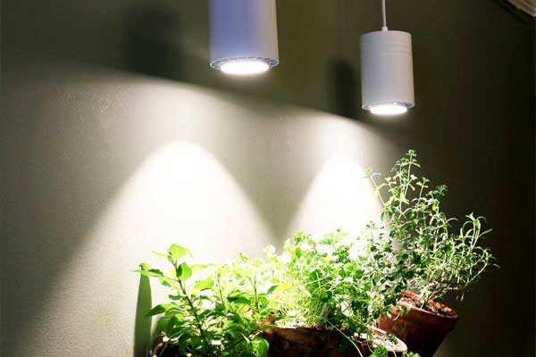 باید و نبایدهای لامپ فلورسنت برای رشد گیاه