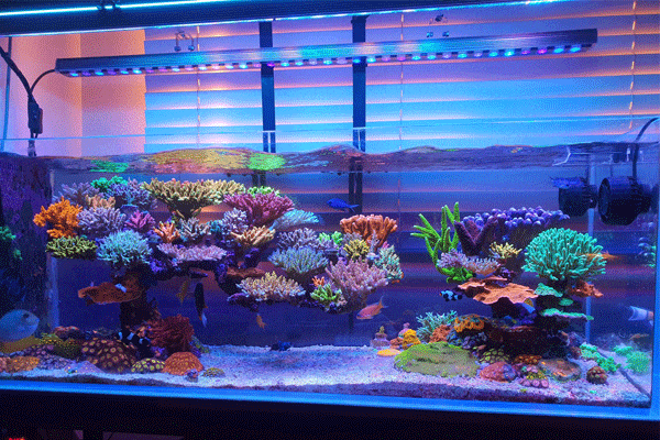 لامپ مخصوص آکواریوم آب شور