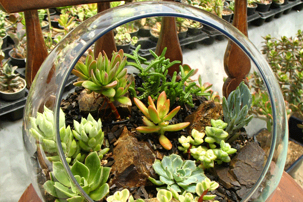 تراریوم شیشه ای باز