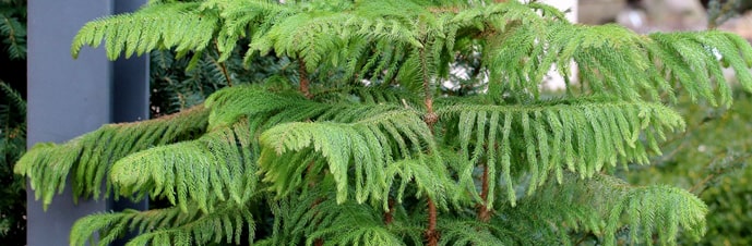 گیاه کاج مطبق