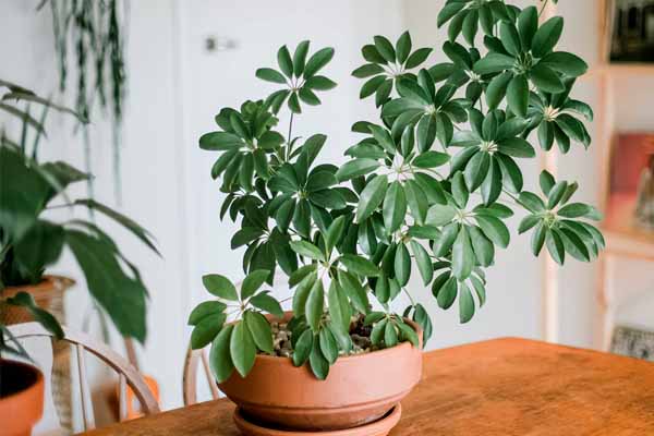 نگهداری گیاه شفلرا در خانه