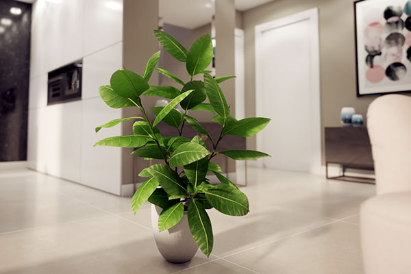 گیاه آپارتمانی لوکس فیکوس الاستیکا