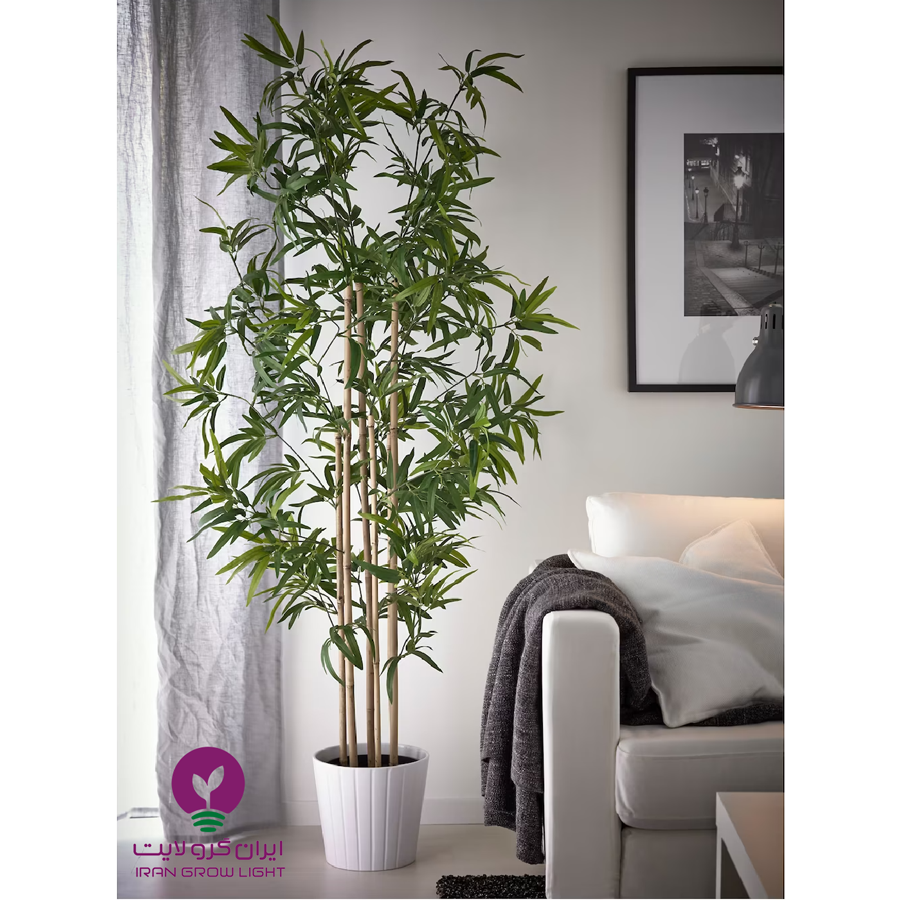 گلدان گیاه بامبو 