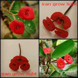 نور رشد گیاه