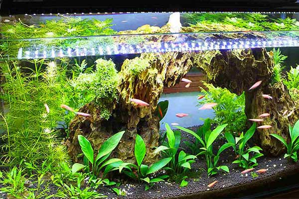 مهتابی برای آکواریوم گیاهی