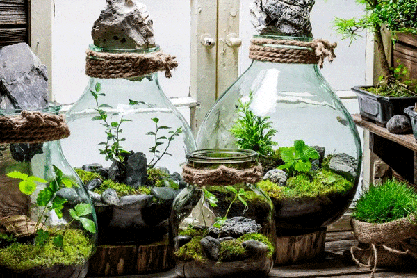 انواع تراریوم