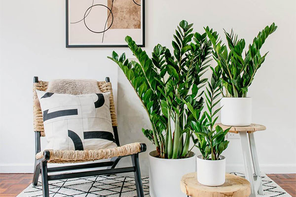 گیاهان آپارتمانی لوکس زاموفیلیا