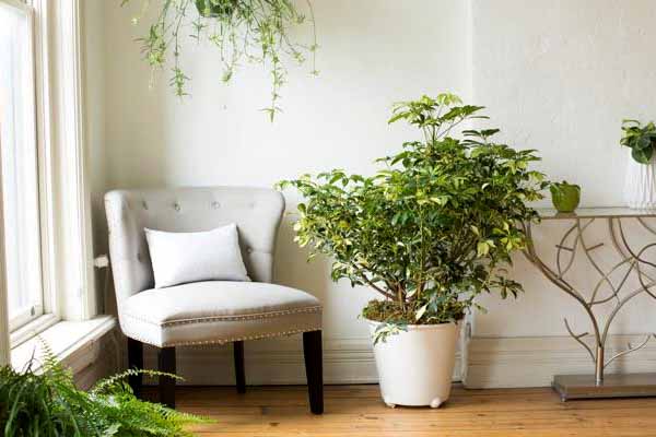 آیا گیاه شفلرا سمی است