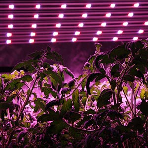 تفاوت لامپ رشد گیاه معمولی و اصل