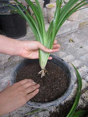 قلمه زنی گیاه