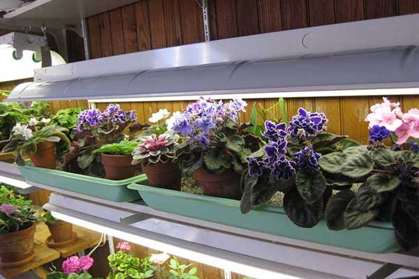 آیا لامپ مهتابی برای رشد گیاه مناسب است