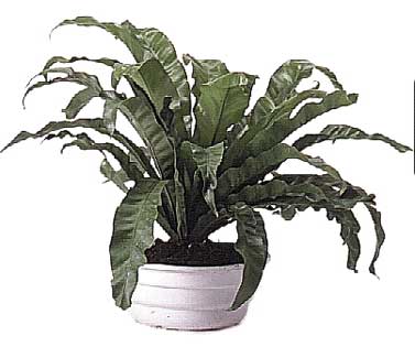 گیاه آسپلنیوم