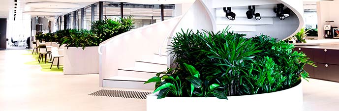 گیاه در محیط سرپوشیده