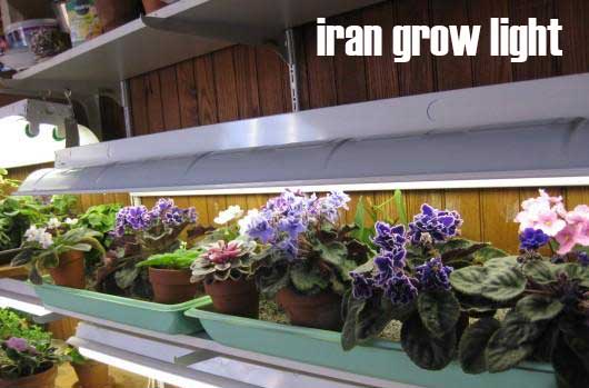 نور مصنوعی مخصوص رشد گل بنفشه