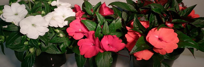 نور مناسب برای رشد گل حنا